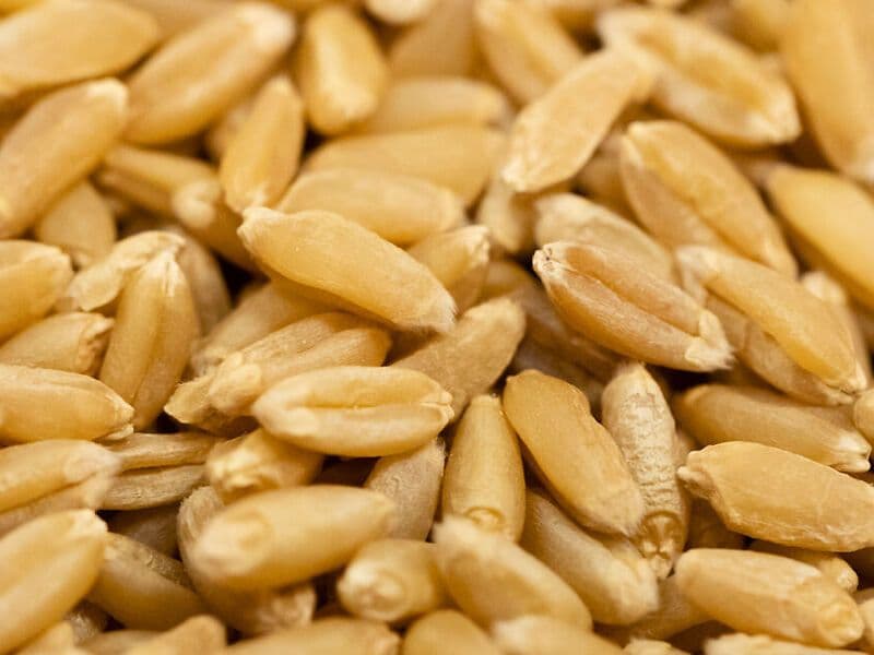 Gros plan sur des grains de blé ancien sicilien